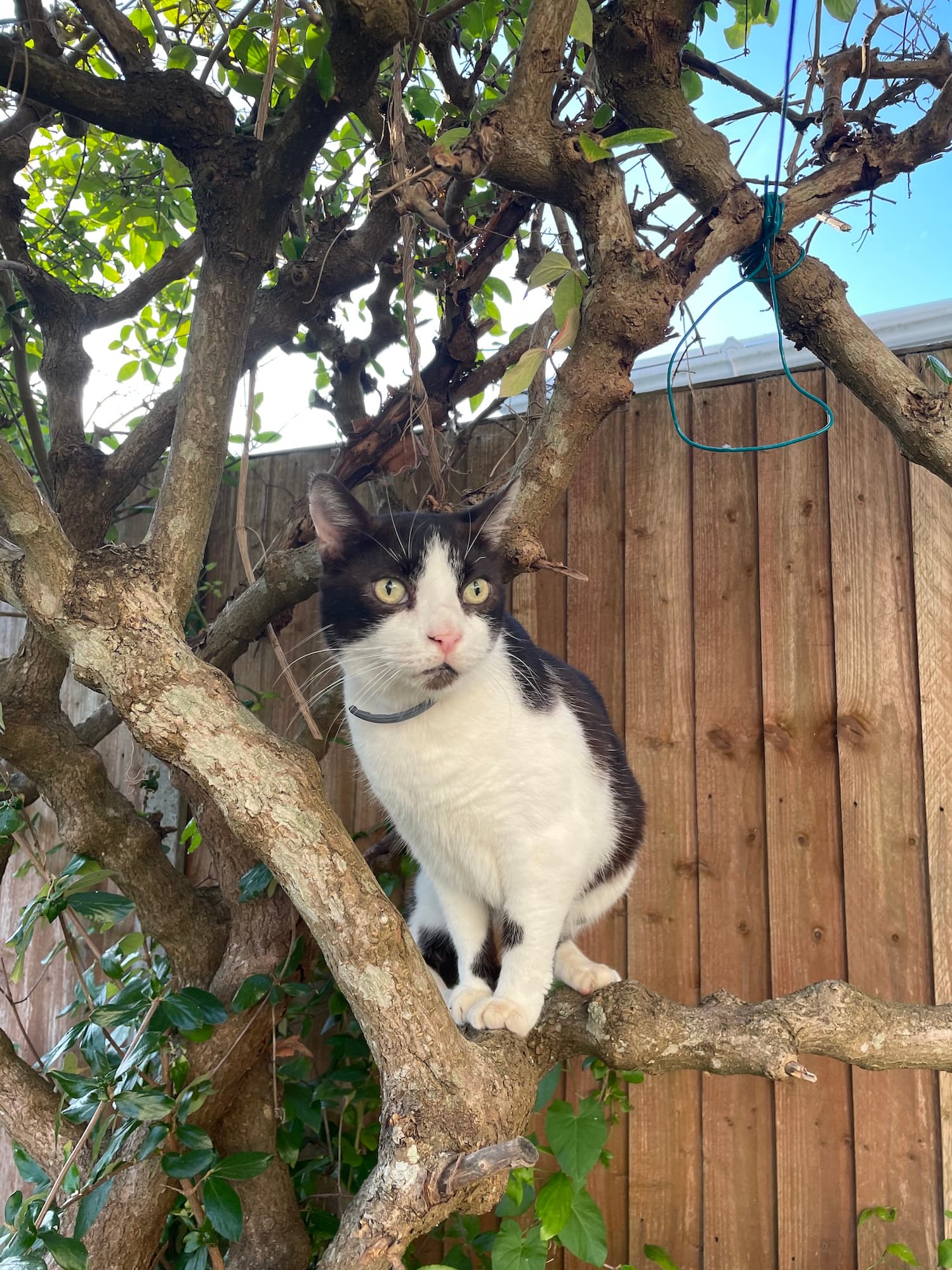 A black and white cat sat in a tree looking to the side of the camera
